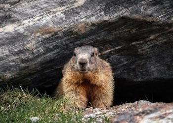 brrow_rodent_groundhog_under_gray_rock brrow_rodent_groundhog_under_gray_rock