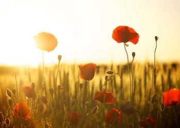 poppies_field_at_dawn poppies_field_at_dawn