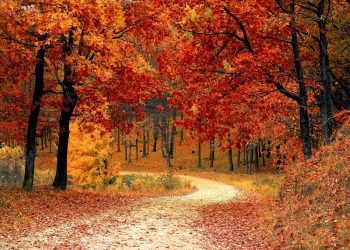 red_leaf_fall_autumn_trees_near_the_road red_leaf_fall_autumn_trees_near_the_road