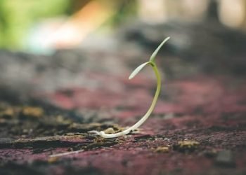 sprout_coming_out_of_hard_ground_during_spring sprout_coming_out_of_hard_ground_during_spring