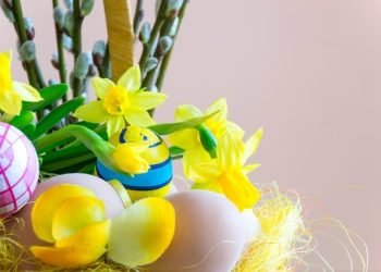 yellow_daffodil_flowers_alongside_eggs yellow_daffodil_flowers_alongside_eggs